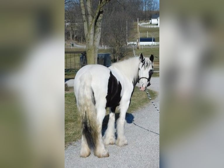 Cob Irlandese / Tinker / Gypsy Vanner Giumenta 6 Anni 130 cm in Apple Creek, OH