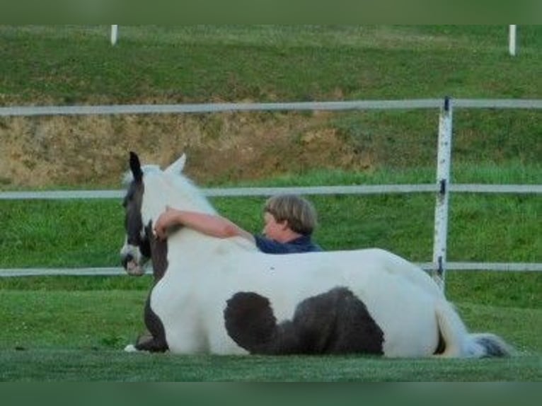 Cob Irlandese / Tinker / Gypsy Vanner Giumenta 6 Anni 130 cm in Apple Creek, OH