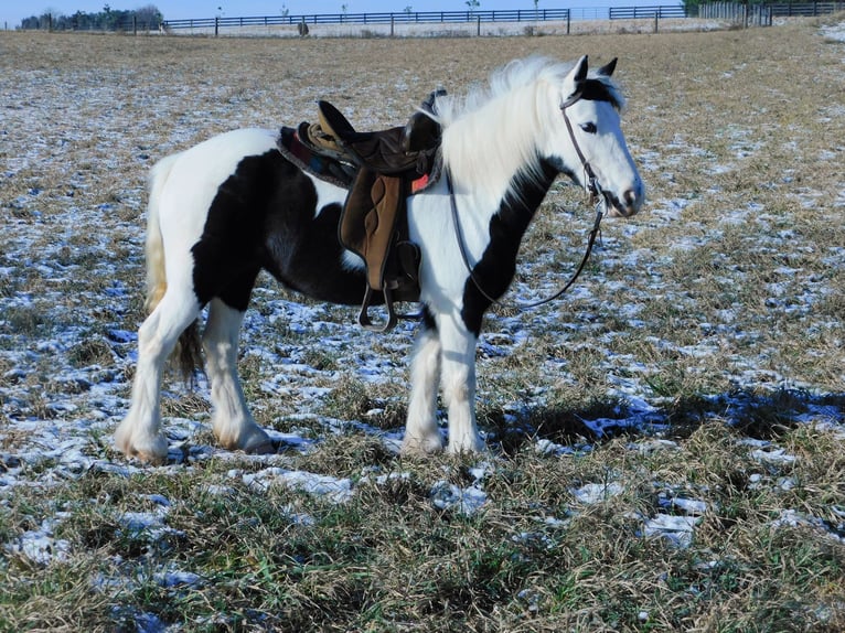 Cob Irlandese / Tinker / Gypsy Vanner Giumenta 6 Anni 130 cm in Apple Creek, OH