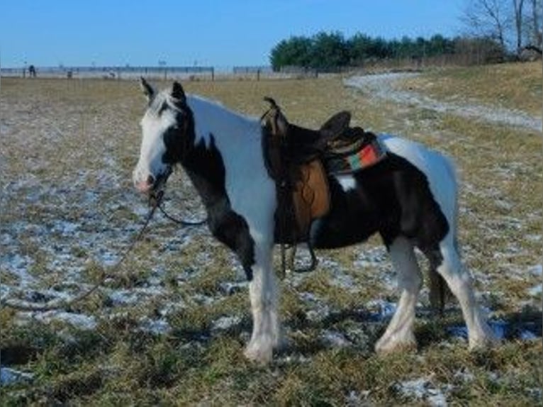 Cob Irlandese / Tinker / Gypsy Vanner Giumenta 6 Anni 130 cm in Apple Creek, OH