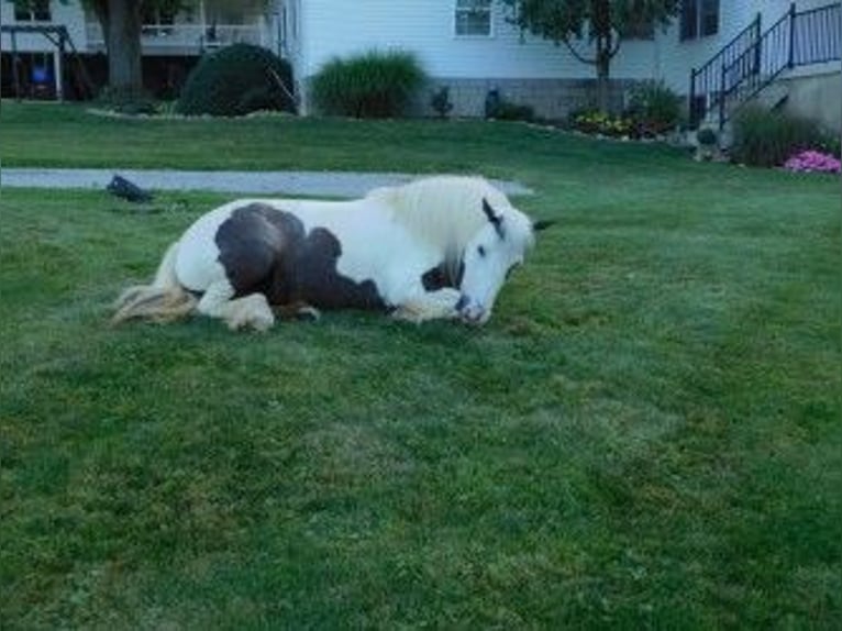 Cob Irlandese / Tinker / Gypsy Vanner Giumenta 6 Anni 130 cm in Apple Creek, OH