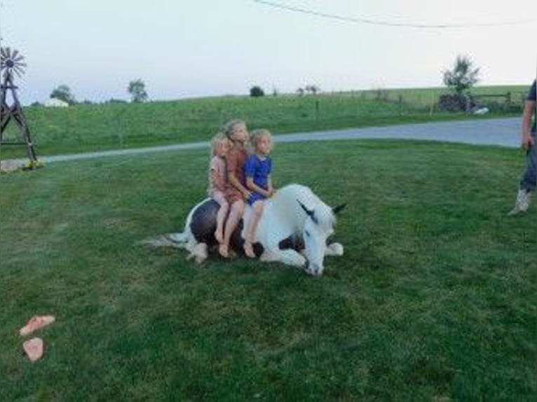 Cob Irlandese / Tinker / Gypsy Vanner Giumenta 6 Anni 130 cm in Apple Creek, OH