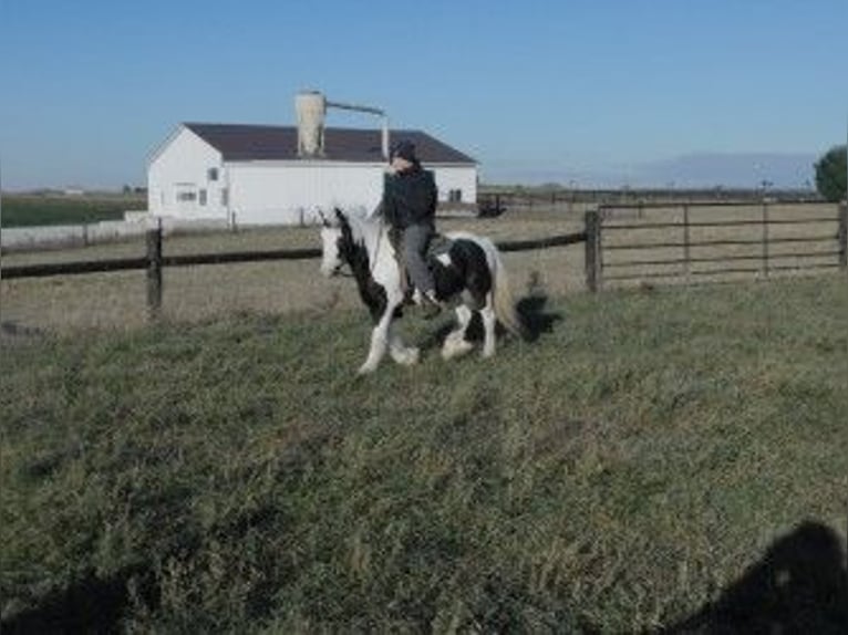 Cob Irlandese / Tinker / Gypsy Vanner Giumenta 6 Anni 130 cm in Apple Creek, OH