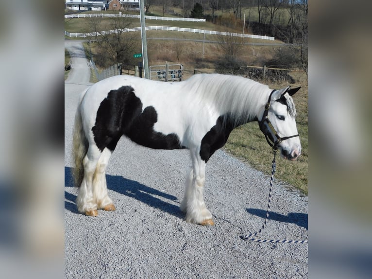 Cob Irlandese / Tinker / Gypsy Vanner Giumenta 6 Anni 130 cm in Apple Creek, OH