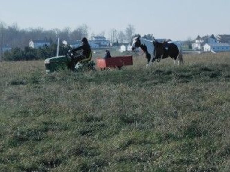 Cob Irlandese / Tinker / Gypsy Vanner Giumenta 6 Anni 130 cm in Apple Creek, OH