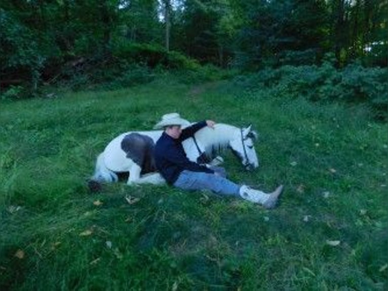 Cob Irlandese / Tinker / Gypsy Vanner Giumenta 6 Anni 130 cm in Apple Creek, OH