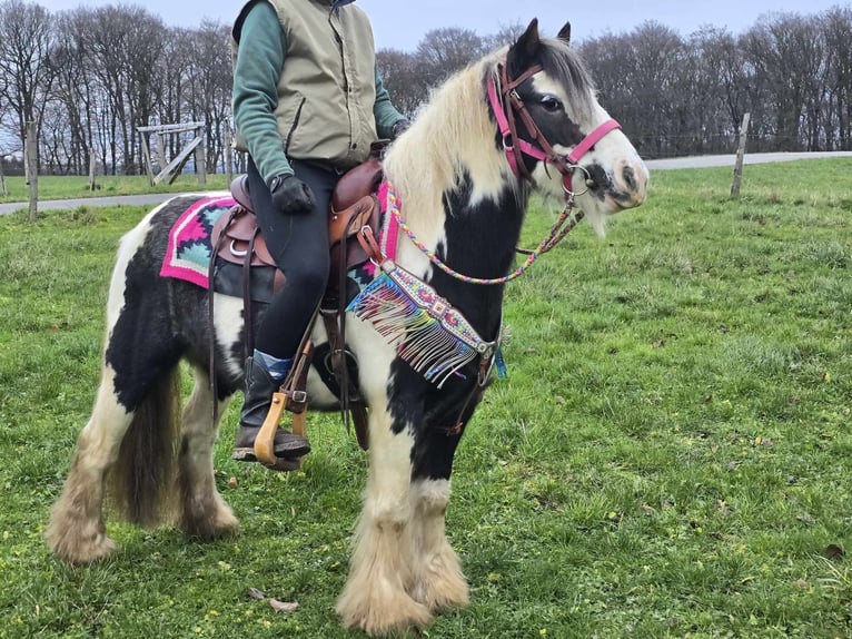 Cob Irlandese / Tinker / Gypsy Vanner Giumenta 6 Anni 130 cm Pezzato in Linkenbach