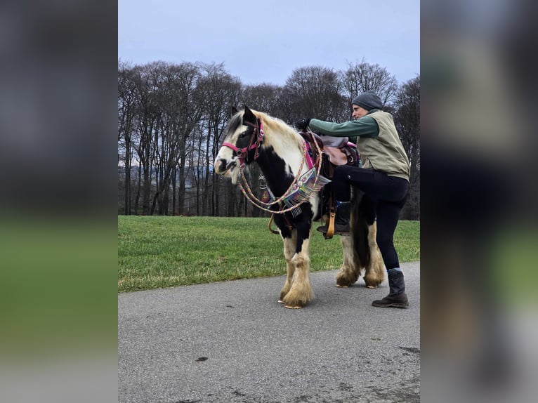 Cob Irlandese / Tinker / Gypsy Vanner Giumenta 6 Anni 130 cm Pezzato in Linkenbach