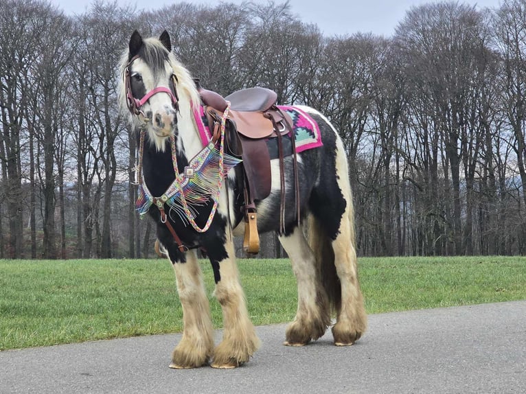 Cob Irlandese / Tinker / Gypsy Vanner Giumenta 6 Anni 130 cm Pezzato in Linkenbach