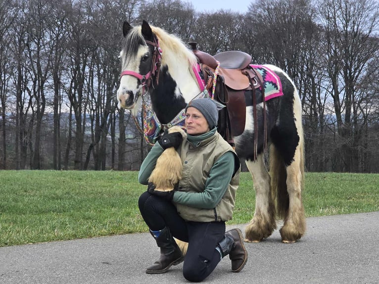 Cob Irlandese / Tinker / Gypsy Vanner Giumenta 6 Anni 130 cm Pezzato in Linkenbach