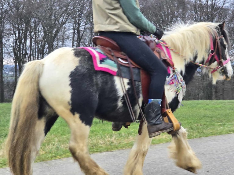 Cob Irlandese / Tinker / Gypsy Vanner Giumenta 6 Anni 130 cm Pezzato in Linkenbach