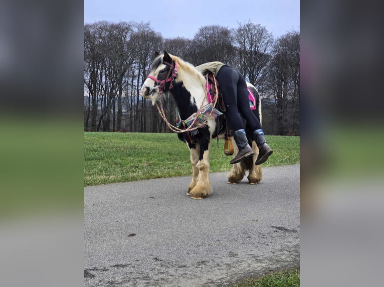 Cob Irlandese / Tinker / Gypsy Vanner Giumenta 6 Anni 130 cm Pezzato in Linkenbach