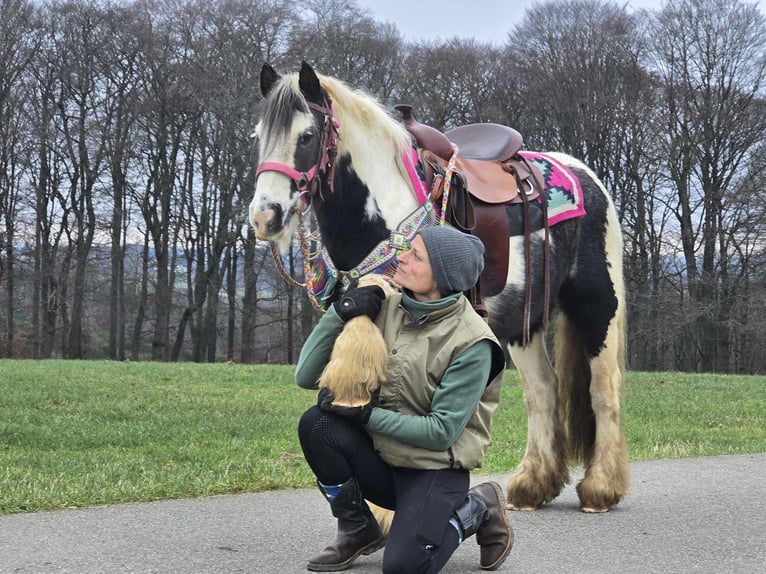 Cob Irlandese / Tinker / Gypsy Vanner Giumenta 6 Anni 130 cm Pezzato in Linkenbach