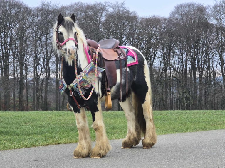 Cob Irlandese / Tinker / Gypsy Vanner Giumenta 6 Anni 130 cm Pezzato in Linkenbach