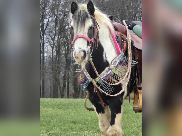 Cob Irlandese / Tinker / Gypsy Vanner Giumenta 6 Anni 130 cm Pezzato in Linkenbach