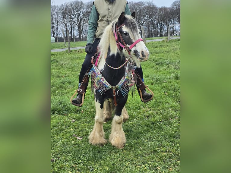 Cob Irlandese / Tinker / Gypsy Vanner Giumenta 6 Anni 130 cm Pezzato in Linkenbach