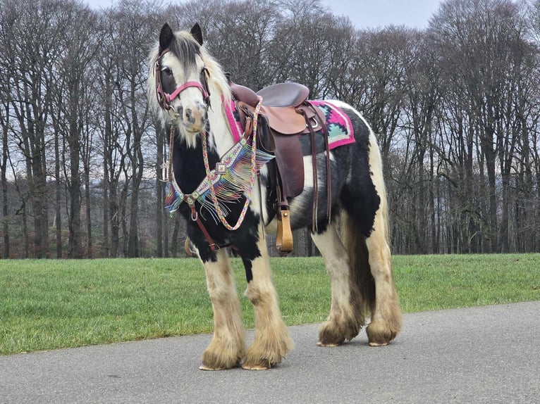 Cob Irlandese / Tinker / Gypsy Vanner Giumenta 6 Anni 130 cm Pezzato in Linkenbach