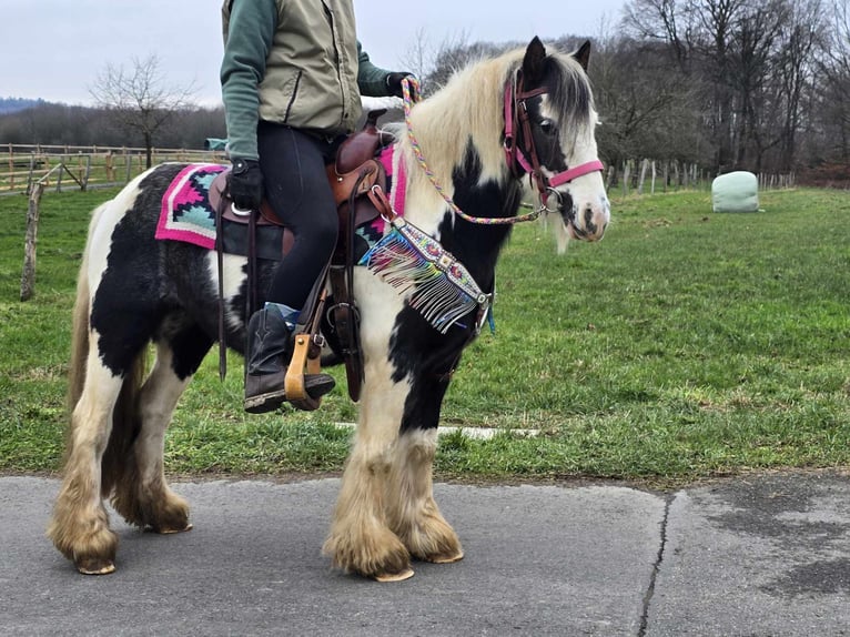 Cob Irlandese / Tinker / Gypsy Vanner Giumenta 6 Anni 130 cm Pezzato in Linkenbach