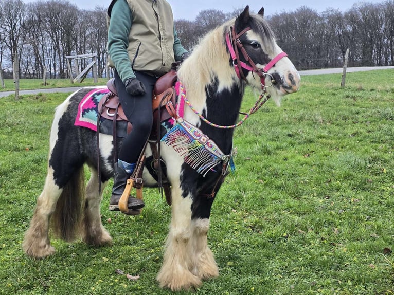 Cob Irlandese / Tinker / Gypsy Vanner Giumenta 6 Anni 130 cm Pezzato in Linkenbach