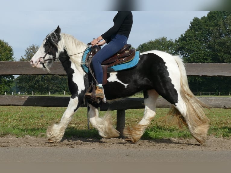 Cob Irlandese / Tinker / Gypsy Vanner Giumenta 6 Anni 131 cm Pezzato in Lathen