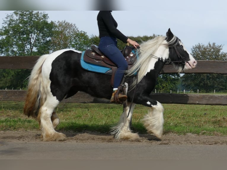 Cob Irlandese / Tinker / Gypsy Vanner Giumenta 6 Anni 131 cm Pezzato in Lathen