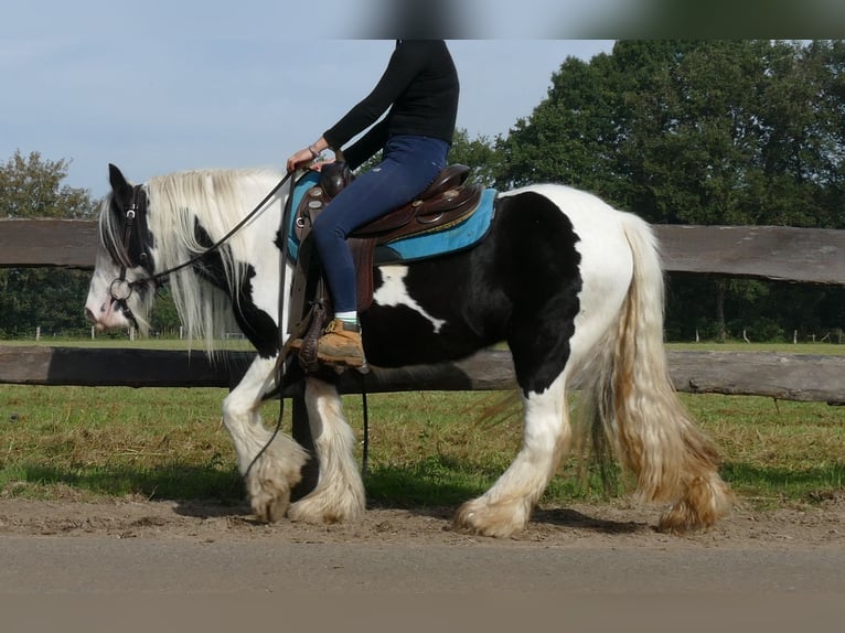 Cob Irlandese / Tinker / Gypsy Vanner Giumenta 6 Anni 131 cm Pezzato in Lathen