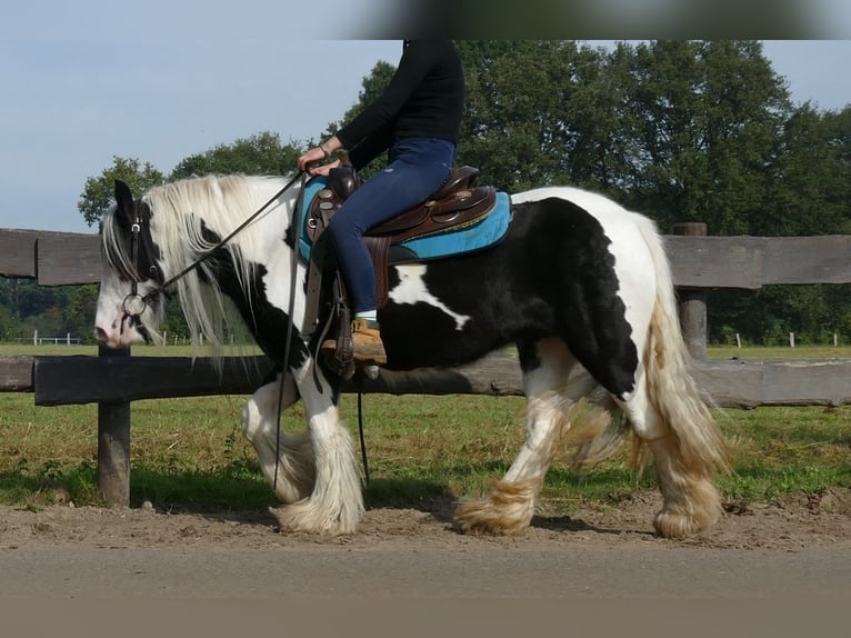 Cob Irlandese / Tinker / Gypsy Vanner Giumenta 6 Anni 131 cm Pezzato in Lathen