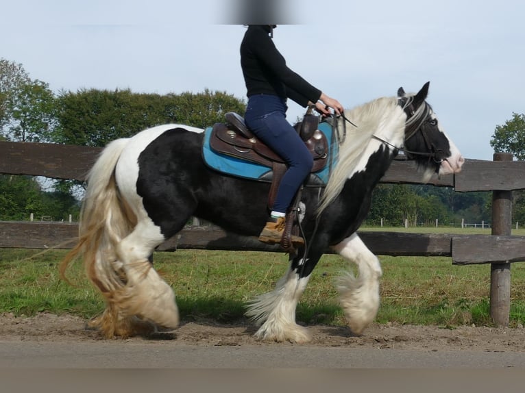 Cob Irlandese / Tinker / Gypsy Vanner Giumenta 6 Anni 131 cm Pezzato in Lathen