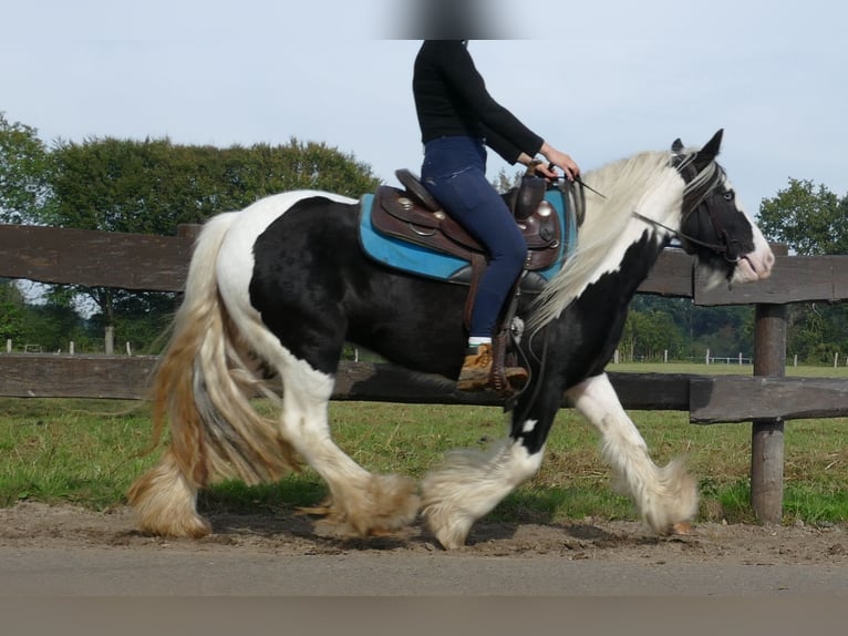 Cob Irlandese / Tinker / Gypsy Vanner Giumenta 6 Anni 131 cm Pezzato in Lathen