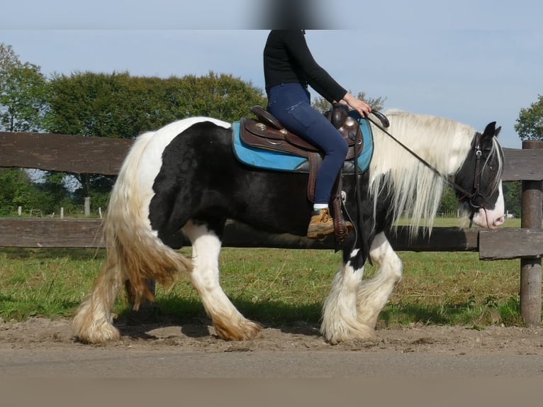 Cob Irlandese / Tinker / Gypsy Vanner Giumenta 6 Anni 131 cm Pezzato in Lathen