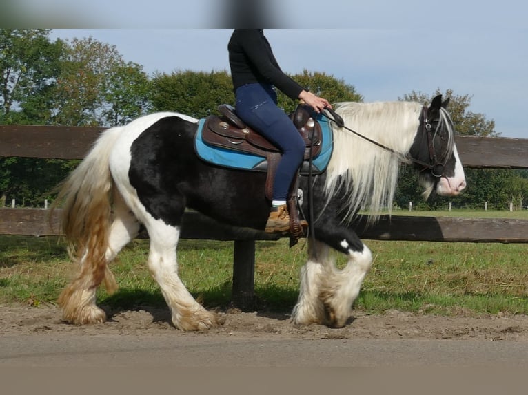 Cob Irlandese / Tinker / Gypsy Vanner Giumenta 6 Anni 131 cm Pezzato in Lathen