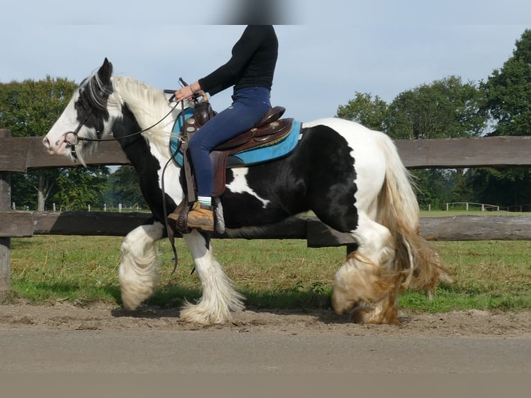 Cob Irlandese / Tinker / Gypsy Vanner Giumenta 6 Anni 131 cm Pezzato in Lathen