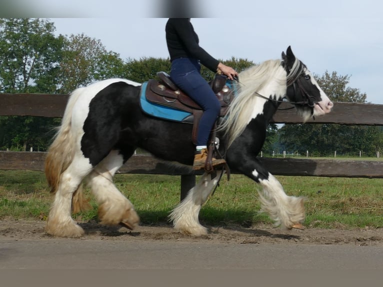 Cob Irlandese / Tinker / Gypsy Vanner Giumenta 6 Anni 131 cm Pezzato in Lathen