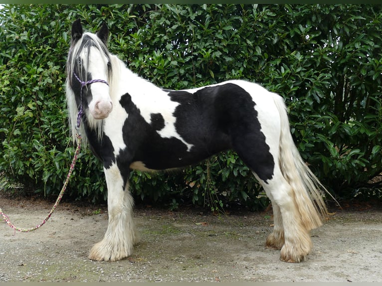 Cob Irlandese / Tinker / Gypsy Vanner Giumenta 6 Anni 131 cm Pezzato in Lathen