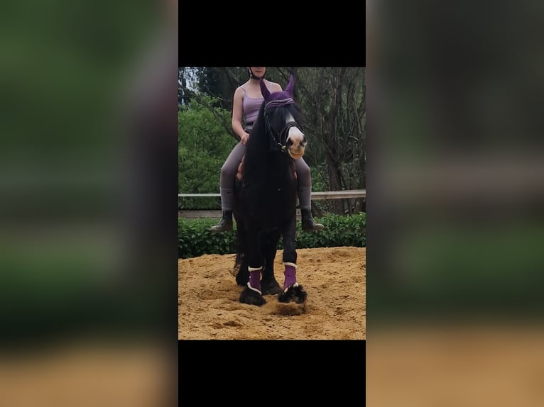 Cob Irlandese / Tinker / Gypsy Vanner Giumenta 6 Anni 135 cm Morello in Schweppenhausen