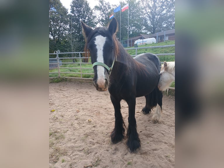 Cob Irlandese / Tinker / Gypsy Vanner Giumenta 6 Anni 136 cm Morello in Klecza  Wlen