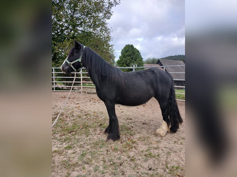 Cob Irlandese / Tinker / Gypsy Vanner Giumenta 6 Anni 136 cm Morello in Klecza  Wlen