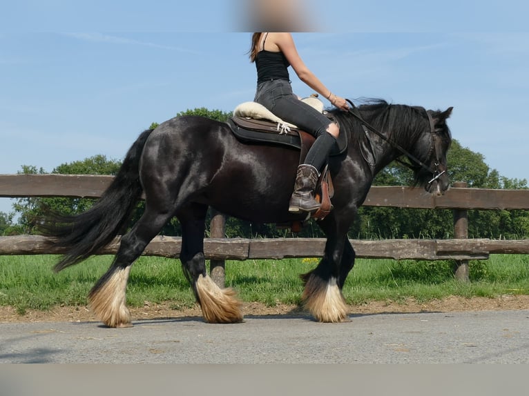 Cob Irlandese / Tinker / Gypsy Vanner Giumenta 6 Anni 138 cm Morello in Lathen