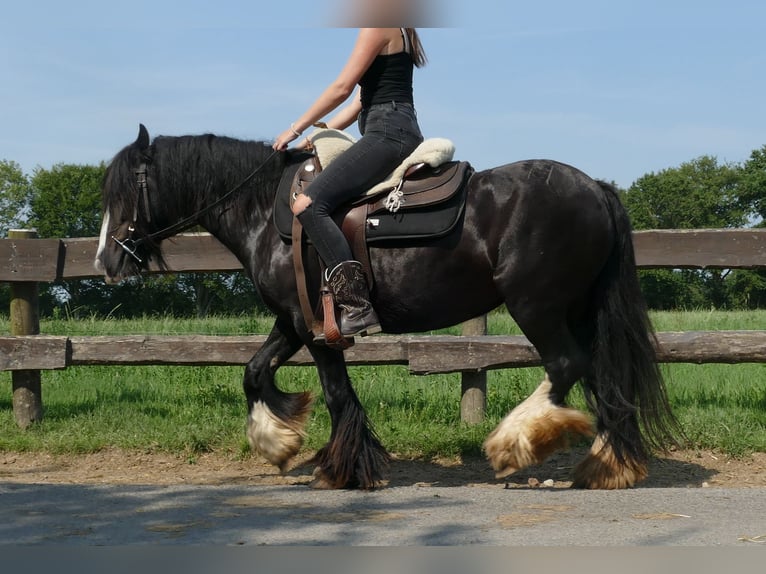 Cob Irlandese / Tinker / Gypsy Vanner Giumenta 6 Anni 138 cm Morello in Lathen