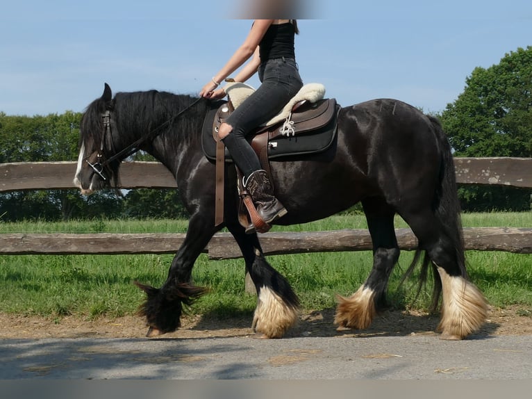 Cob Irlandese / Tinker / Gypsy Vanner Giumenta 6 Anni 138 cm Morello in Lathen