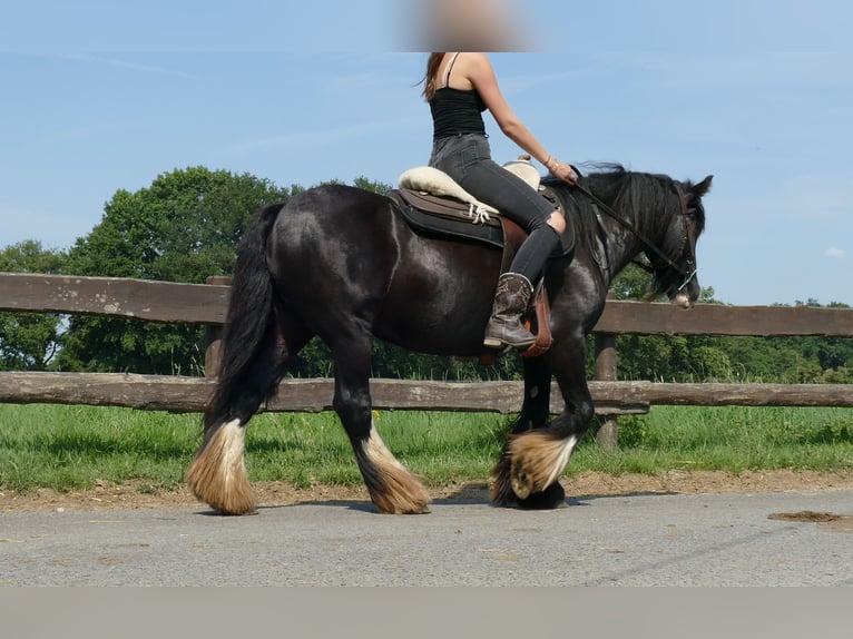 Cob Irlandese / Tinker / Gypsy Vanner Giumenta 6 Anni 138 cm Morello in Lathen