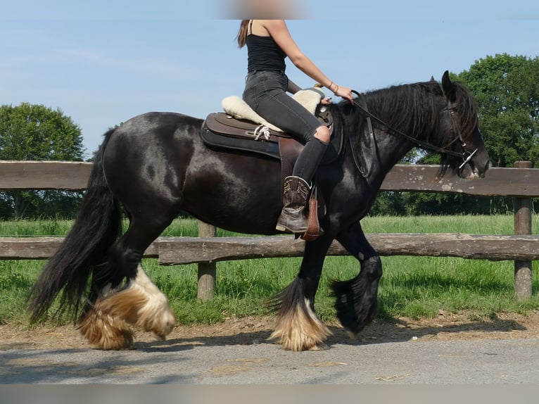 Cob Irlandese / Tinker / Gypsy Vanner Giumenta 6 Anni 138 cm Morello in Lathen