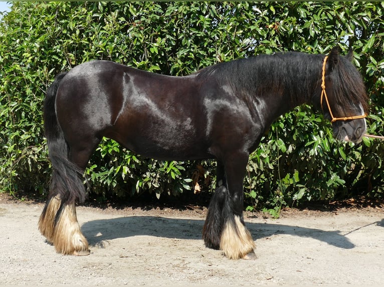 Cob Irlandese / Tinker / Gypsy Vanner Giumenta 6 Anni 138 cm Morello in Lathen