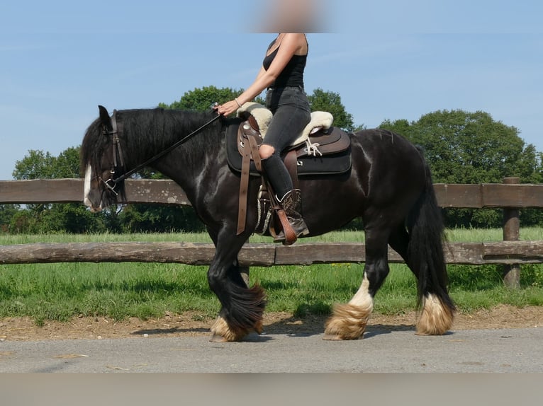 Cob Irlandese / Tinker / Gypsy Vanner Giumenta 6 Anni 138 cm Morello in Lathen