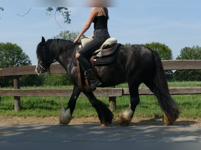 Cob Irlandese / Tinker / Gypsy Vanner Giumenta 6 Anni 138 cm Morello in Lathen