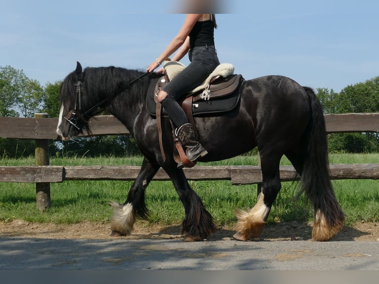 Cob Irlandese / Tinker / Gypsy Vanner Giumenta 6 Anni 138 cm Morello in Lathen