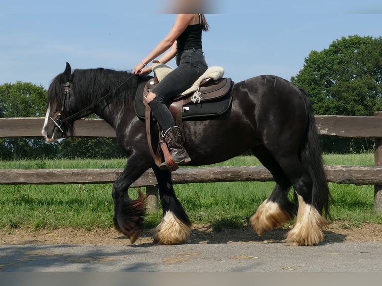 Cob Irlandese / Tinker / Gypsy Vanner Giumenta 6 Anni 138 cm Morello in Lathen