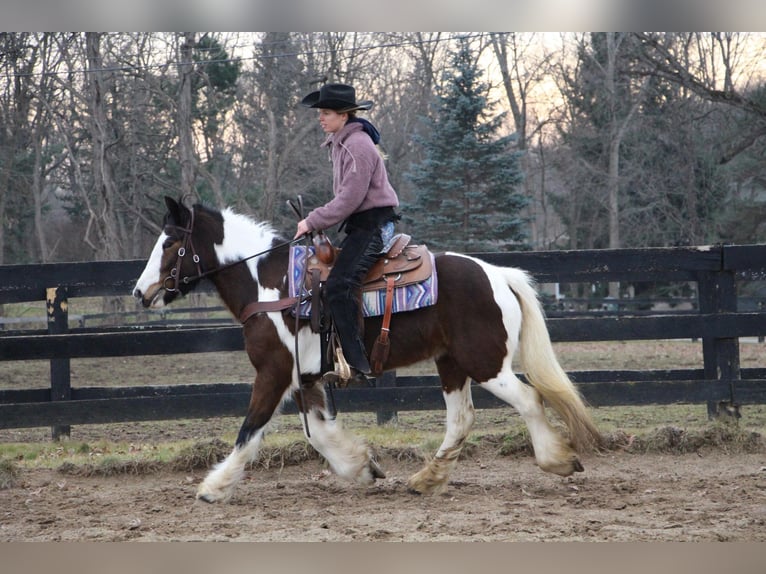 Cob Irlandese / Tinker / Gypsy Vanner Giumenta 6 Anni 142 cm Tobiano-tutti i colori in Highland Mi