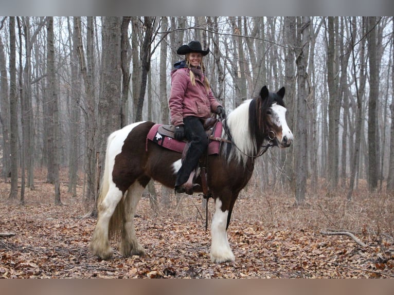 Cob Irlandese / Tinker / Gypsy Vanner Giumenta 6 Anni 142 cm Tobiano-tutti i colori in Highland Mi