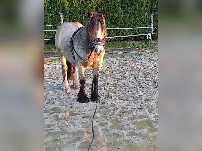 Cob Irlandese / Tinker / Gypsy Vanner Giumenta 6 Anni 143 cm Pelle di daino in Erkelenz